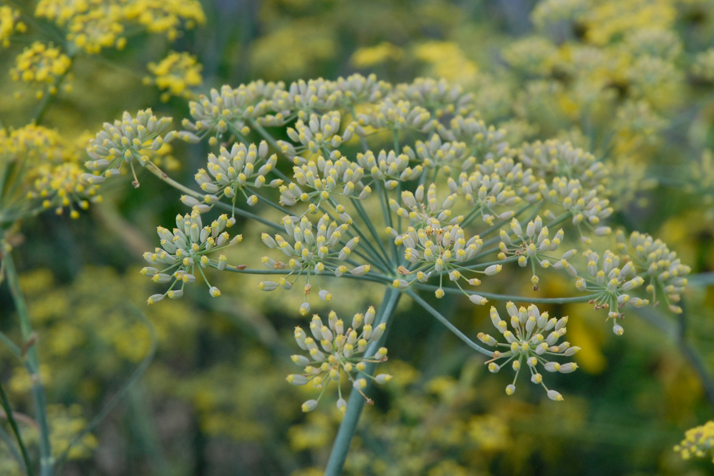 Bronze Fennel